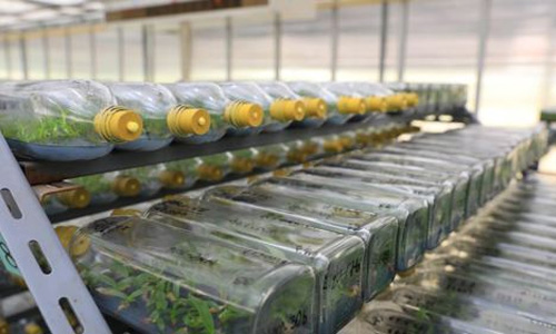 Recycling bottles - hydroponics
